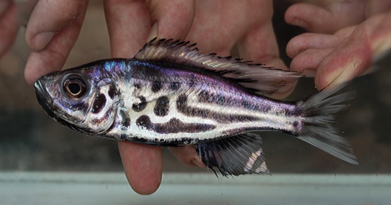 Hemibates stenosoma 'Isanga Bay'